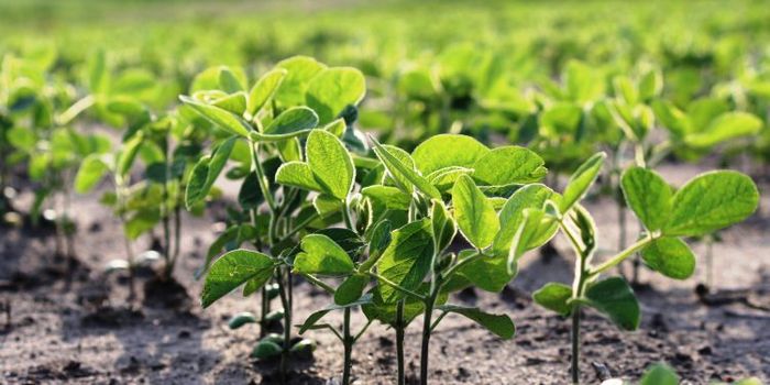 Estudo mostra como clima impactará a soja