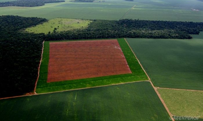 Programa de monitoramento da soja já evitou o desmate de 11 milhões de hectares na Amazônia, diz Abiove
