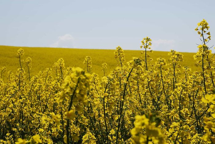 Projeto de tropicalização da canola apresenta resultados promissores