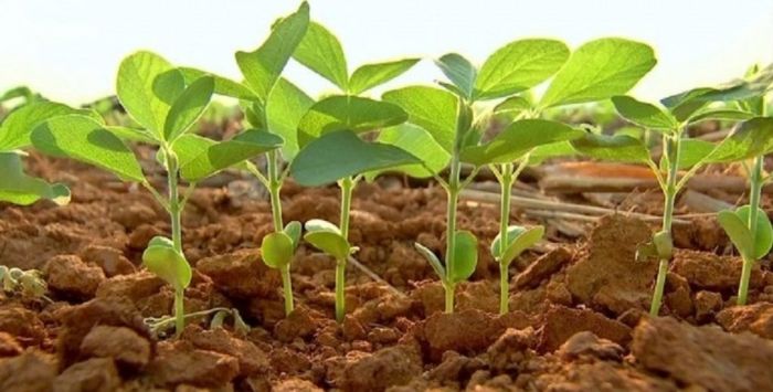 Plantio de soja alcança 38,5% da área estimada, mostra levantamento da Datagro 