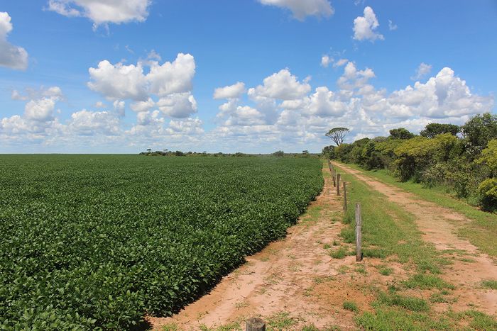 Soja reduz peso como vetor de desmatamento no cerrado 