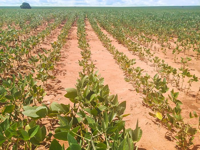 Soja tem novas máximas em Chicago por seca em parte da América do Sul