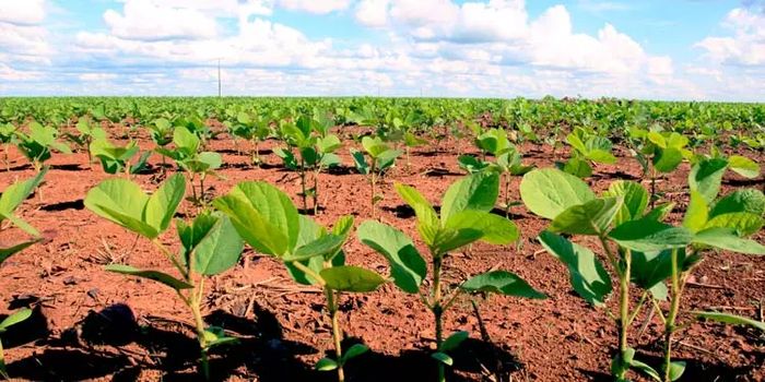 Com custo de fertilizantes e sementes escassas, agricultores dos EUA trocam milho por soja