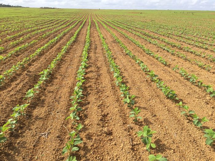 Paraná vive pior crise, e produtividade da soja é a menor em 30 anos