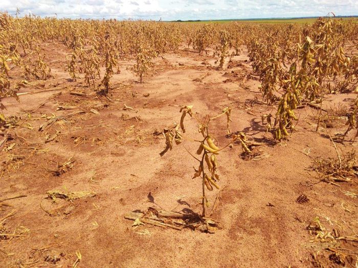 Safra de soja do RS deve ser a menor desde 2012, estima Emater