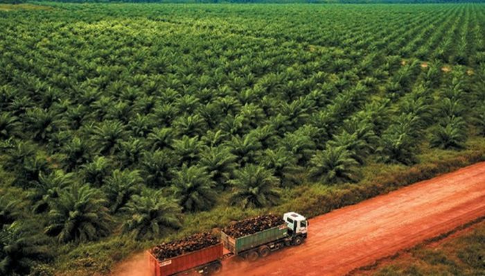 Brasil BioFuels e Global Forest Bond se unem em operação de CPR Verde para preservar a Amazônia