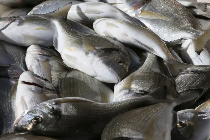 Universidade de Coimbra testa glicerol na composição de rações para peixes