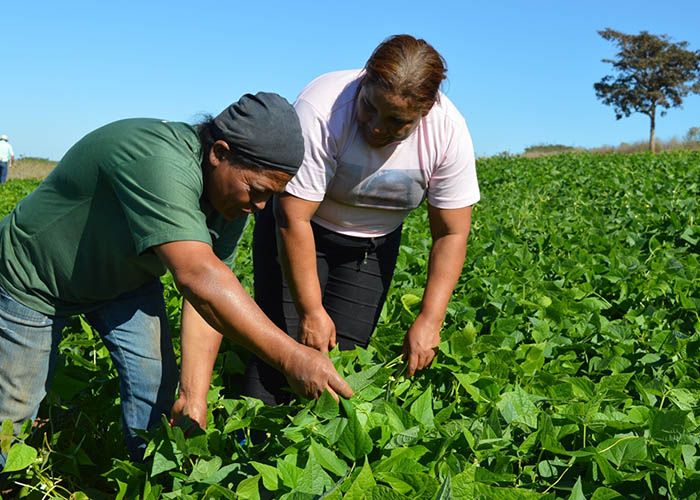Nova portaria aumenta para 51% percentual da agricultura familiar no Selo Social 