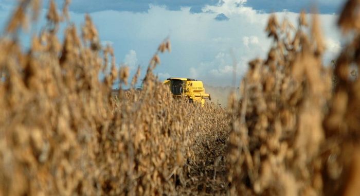 Cotações da soja seguem em queda no Brasil 