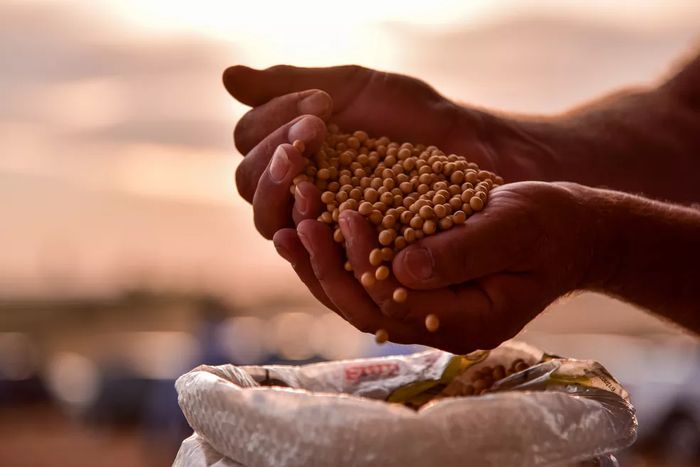 Área menor de soja nos EUA beneficia produtor brasileiro
