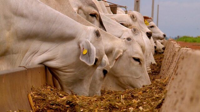 Mudanças no biodiesel do Brasil poderiam restringir sebo e palma e beneficiar soja