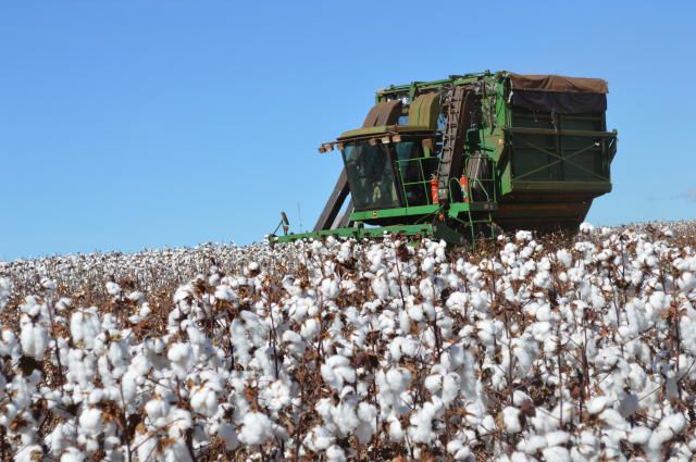 Venda de sementes indica expansão nas áreas de soja e algodão 