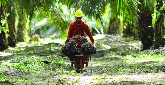 Indonésia aumenta alocação de biodiesel e estende isenção para exportar óleo de palma