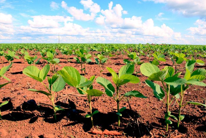 São Paulo quer dobrar a produção de soja nos próximos três anos