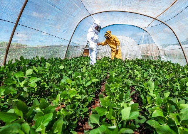 Projeto quer favorecer convivência entre abelhas e soja