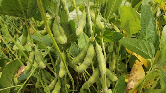 USDA corta previsão para safra nos EUA e soja sobe em Chicago
