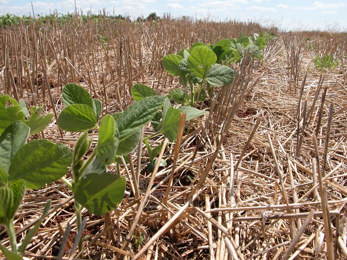 Média das projeções coloca safra brasileira de soja em 151,3 milhões de toneladas