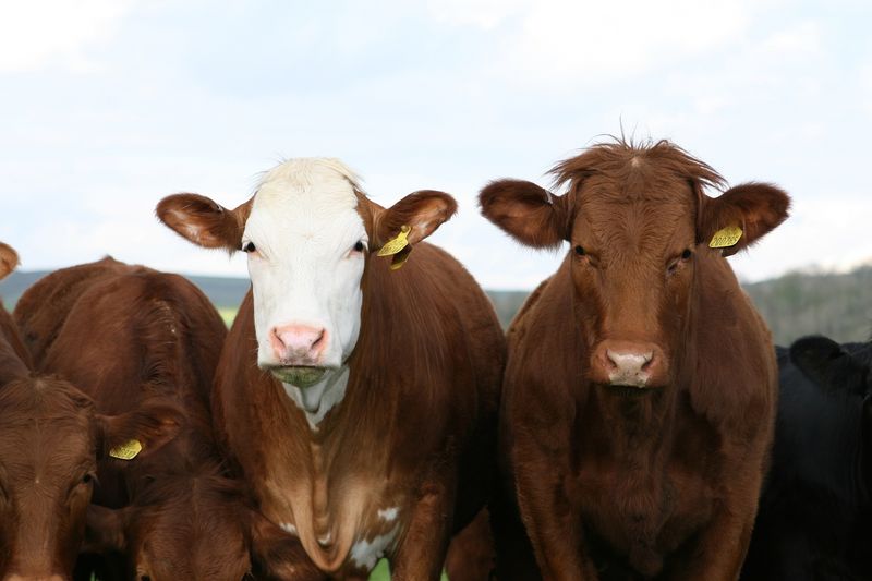 Banco Mundial apoiará projetos para sustentabilidade da soja e pecuária no cerrado