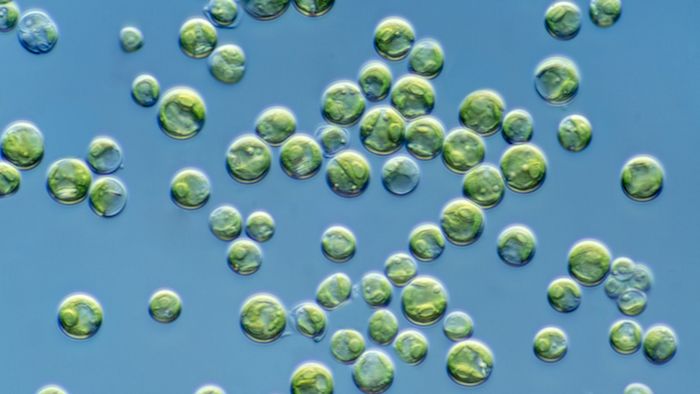 Microalgas alimentadas com café produzem biodiesel