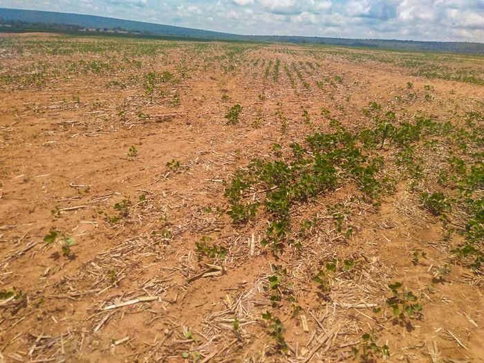 Plantio de soja está muito atrasado na Argentina por seca
