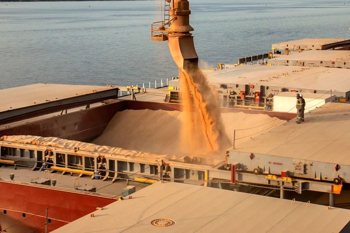 Exportações nacionais de soja in natura abrem o ano com queda de 66% 