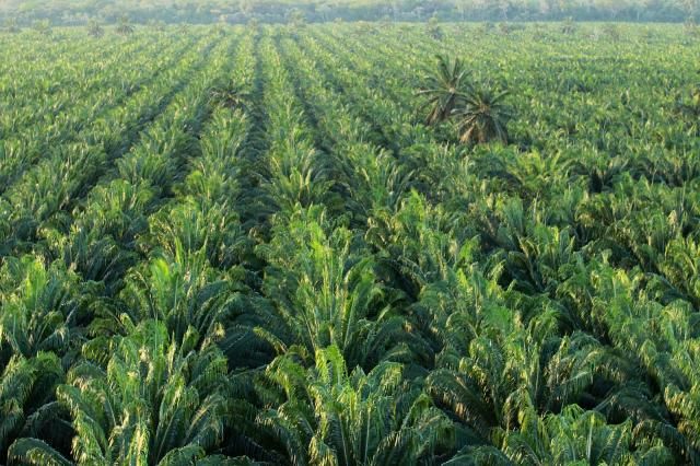 Empresa que explora óleo de dendê no Pará tem certificação internacional suspensa