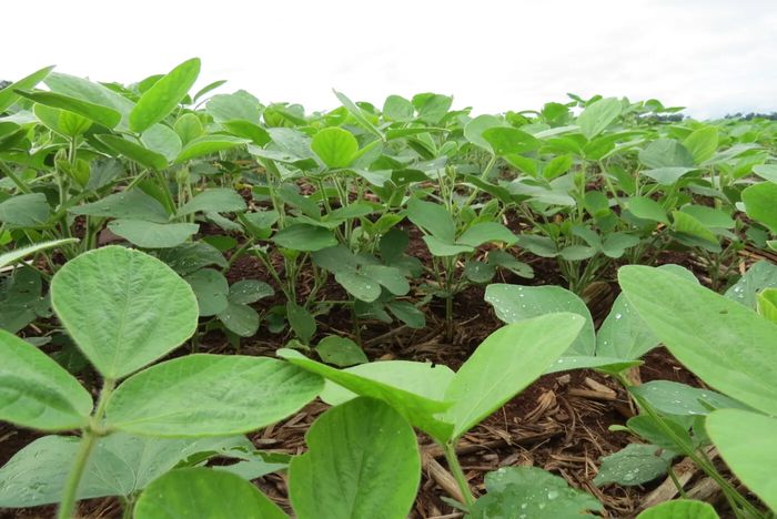 Governo abre consulta pública para nova portaria do Selo Biocombustível Social