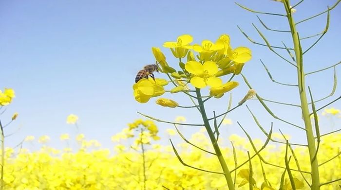 Embrapa e multinacional Advanta-UPL se aproximam para levar a canola ao cerrado