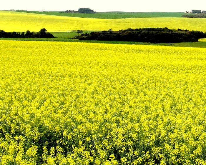 Clima adverso atinge safra de colza na Índia