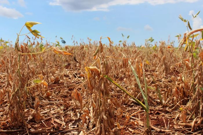 Empresas argentinas alertam para prejuízo em safras de US$ 20 bilhões com seca e geada