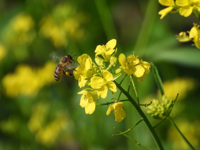 Corteva, Bunge e Chevron firmam parceria para difundir novas variedades de canola 