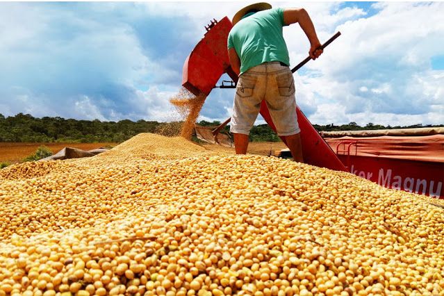 Cepea: com oferta acima da demanda, soja segue em queda 