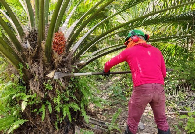 Quilombolas são vítimas de violência de seguranças armados dentro de fazenda em Acará