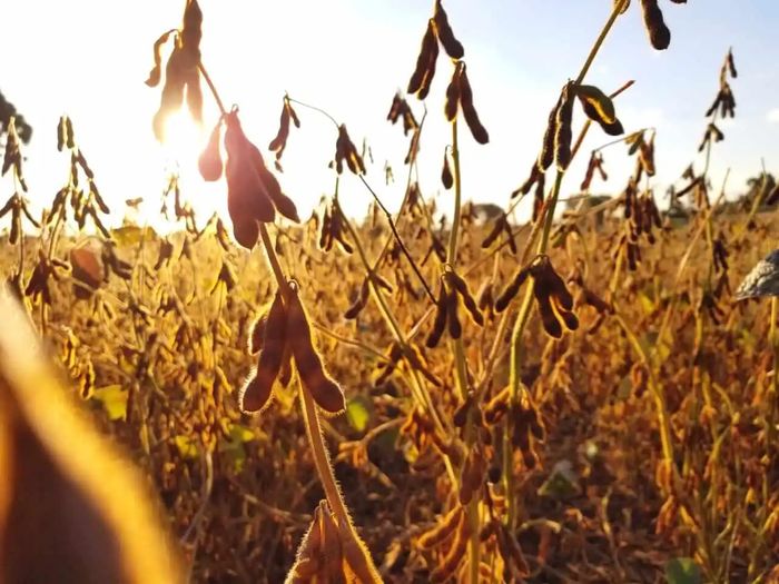 Preços da soja despencam no Brasil, mas produtores vendem por necessidade
