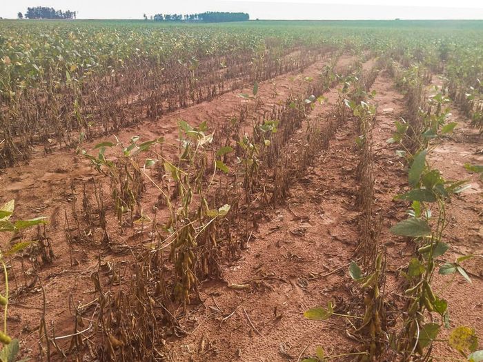 Bolsa de Rosário: Argentina de colher apenas 21 mi de t de soja 
