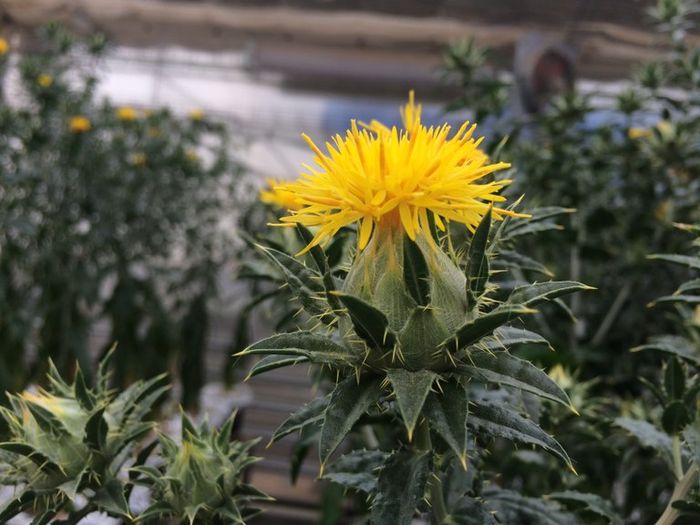 Avançam pesquisas de novas matérias-primas para os tradicionais biocombustíveis