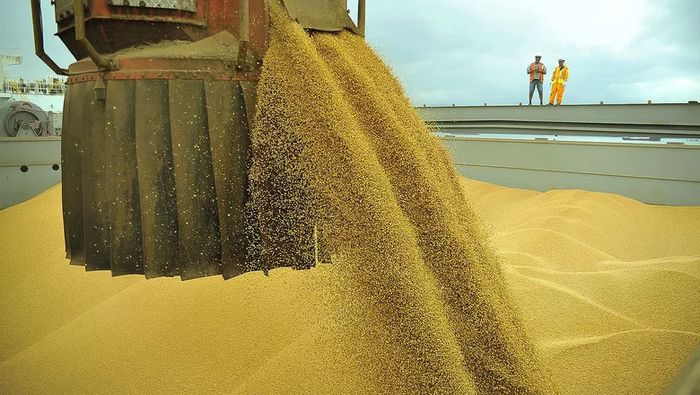 Exportações de soja em grão mantiveram trajetória ascendente em maio