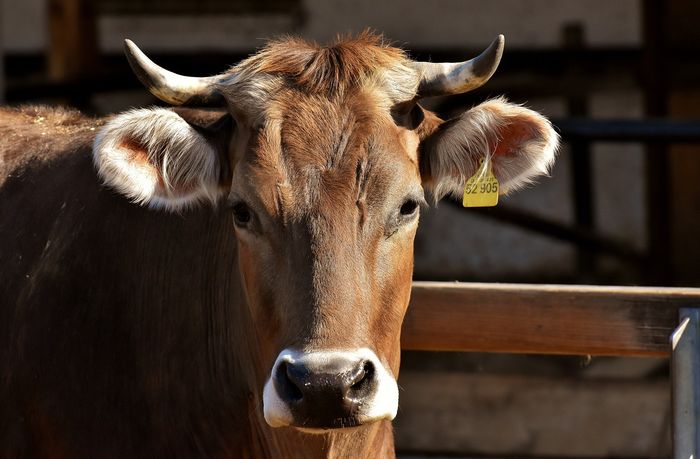 Fasa vai investir R$ 25 mi para instalar planta de reciclagem animal em Colatina