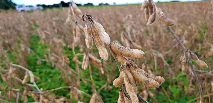 Soja atinge máxima de um mês EUA riscos sobre safras nos EUA