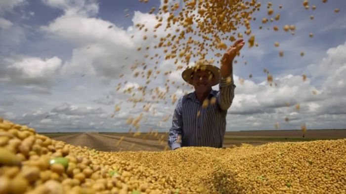 Agricultura familiar produzirá 17 milhões de toneladas de soja em 2033