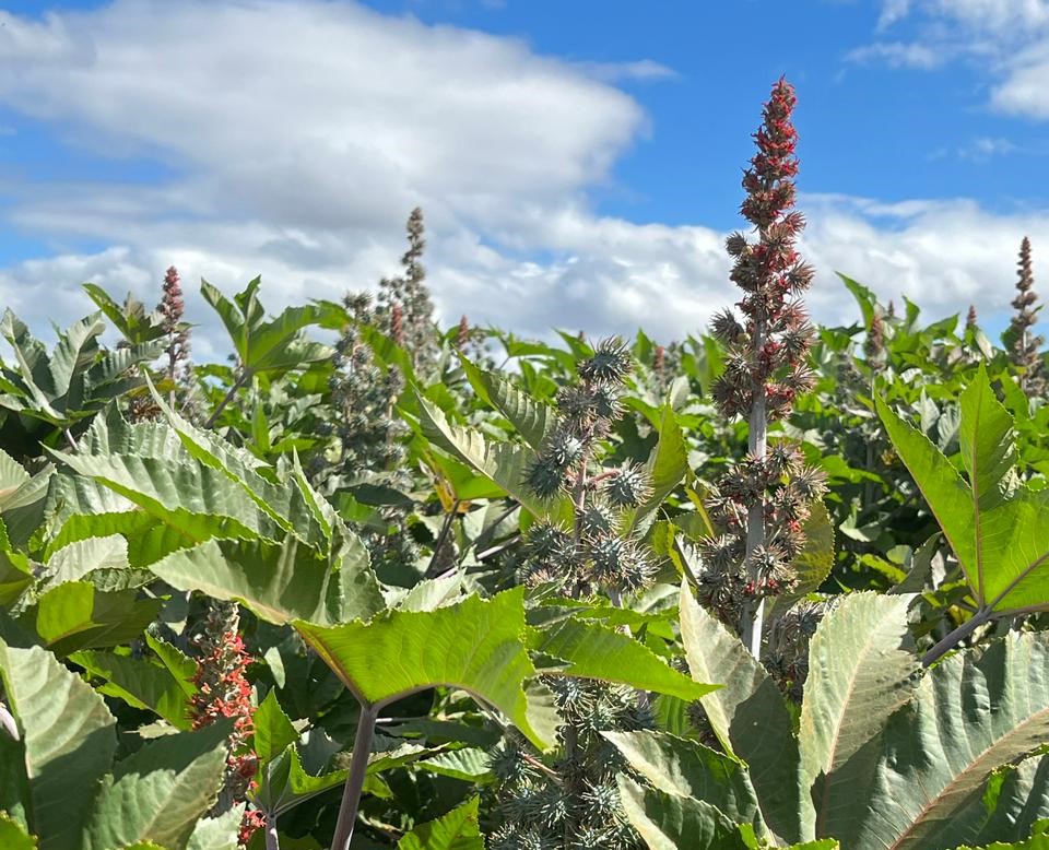 BMG Agro insere a mamona em sua cultura de rotação