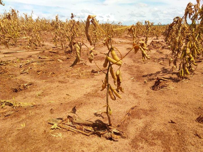 Quebra de safra de soja na Argentina é estimada em 43%
