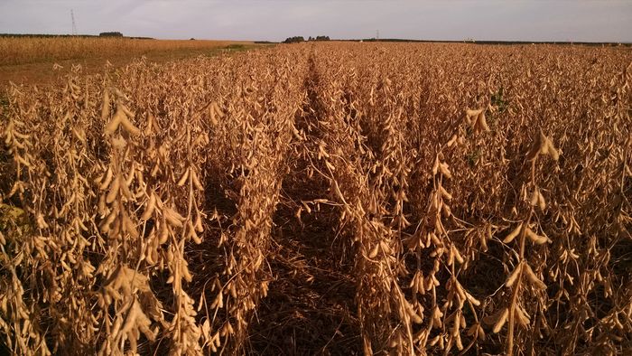 Setembro deve piorar condições de lavouras de soja dos EUA