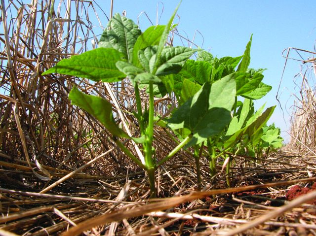 Nova safra de soja terá maior área de cultivo do que na safra anterior em MT