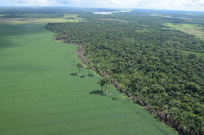 Milhões de hectares de soja estão em fazendas com indícios de problemas ambientais, aponta estudo