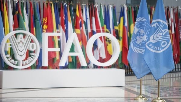 Divulgação - FAO