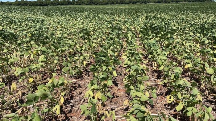 Atraso no plantio de soja no Brasil preocupa cada vez mais o mercado