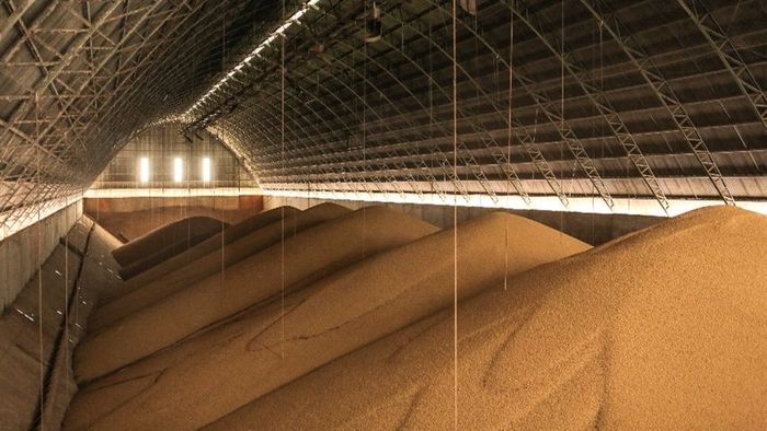 Clima pouco favorável fez projeções para a safra de soja murcharem