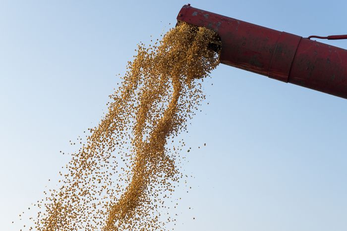 Soja sobe enquanto traders lidam com diferentes previsões para produção brasileira