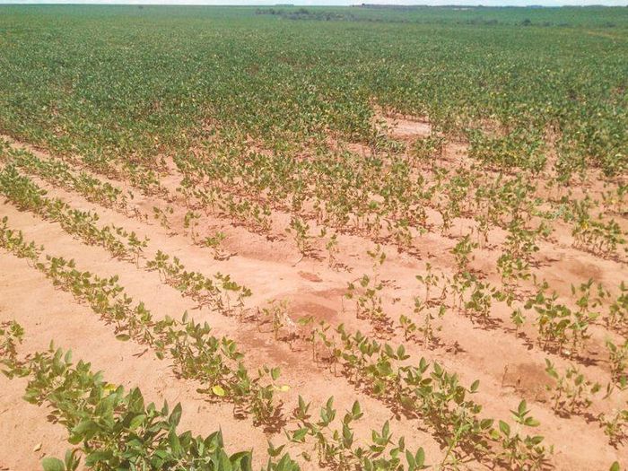 El Niño reduz chuvas e impacta produtividade da soja no Cerrado